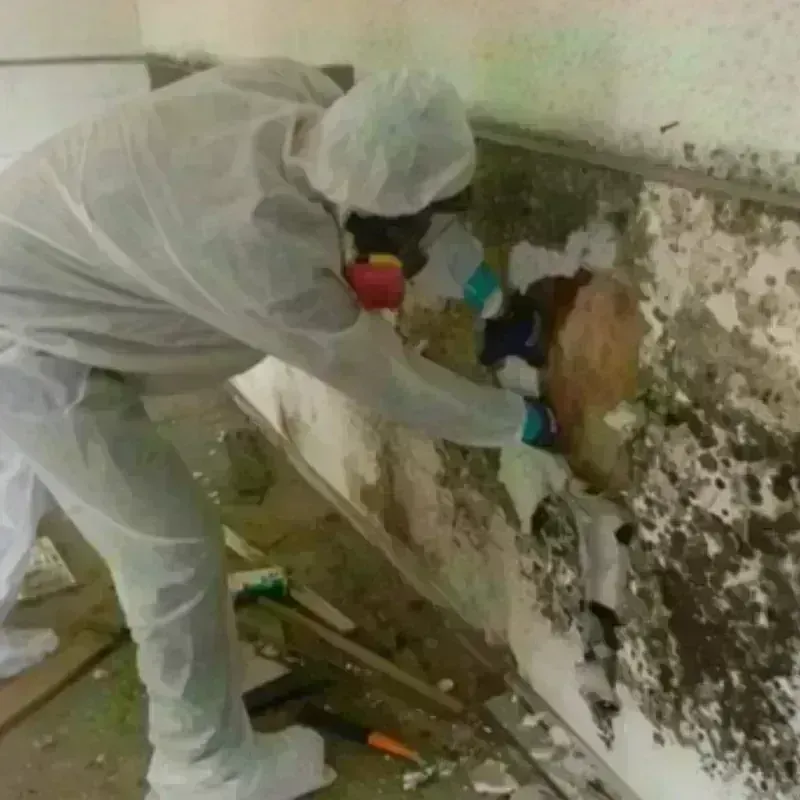 Mold Remediation and Removal in Lockport, LA